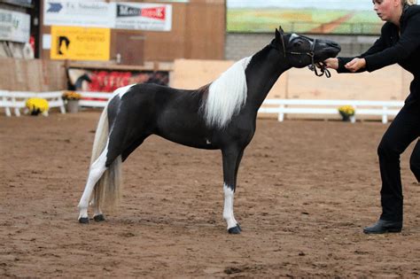 chanel mini horse